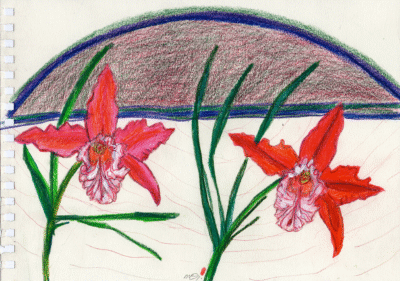 Bogotá desde Bogotá