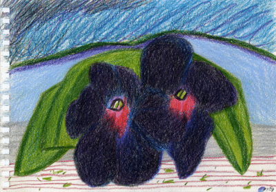 Bogotá desde Bogotá