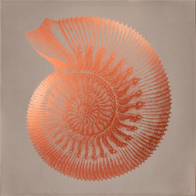 AMMONITES HUMPRIESIANUS COBRE