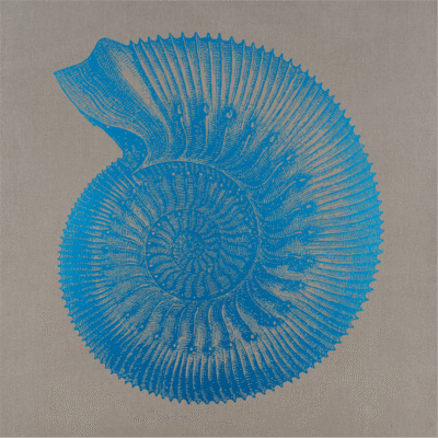 AMMONITES HUMPRIESIANUS AZURE